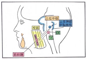 咀嚼系(絵)75